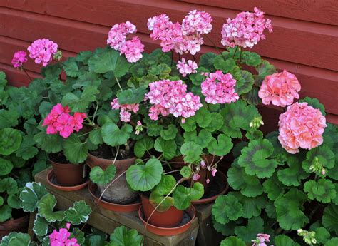 tips     annuals blooms