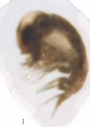 Afbeeldingsresultaten voor "lestrigonus Bengalensis". Grootte: 131 x 185. Bron: www.odb.ntu.edu.tw