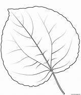 Leaf Coloring Tree Pages Printable Katsura sketch template