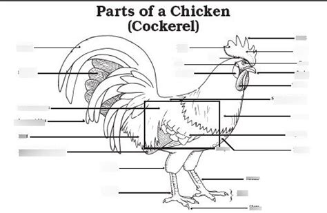 chicken body parts diagram quizlet