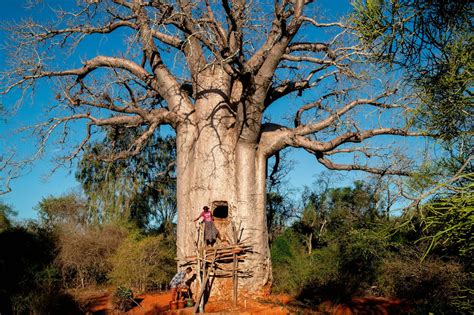 au pays des baobabs citernes