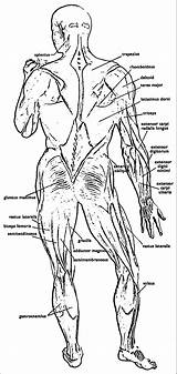 Coloring Anatomy Pages Physiology Printable Kids Book Adults Comments Coloringhome Print Template Pdf Popular sketch template