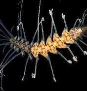 Afbeeldingsresultaten voor "amblyosyllis Formosa". Grootte: 176 x 185. Bron: www.aphotomarine.com