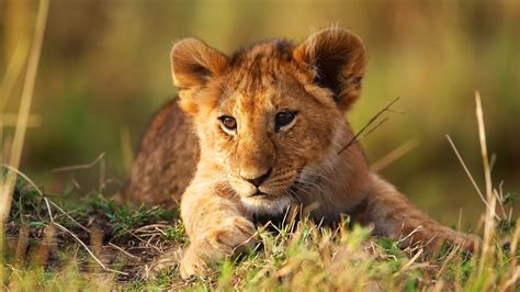 lion cub wallpaper  images