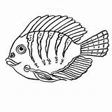 Tang Fisch Ausmalen Chirurgo Doktorfische Pesci Ausmalbild Fischbilder sketch template