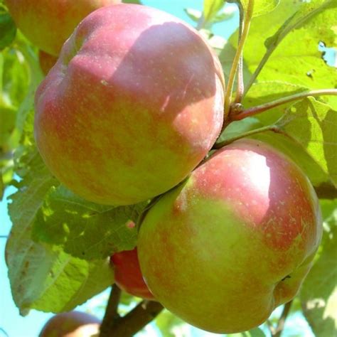 apfelbaum danziger kantapfel historische apfelsorte gruener garten shop