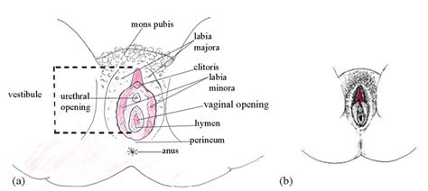 External Urethra Female Diagram Abbathetwiter