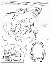 Kleurplaat Haai Zeedieren Stemmen sketch template