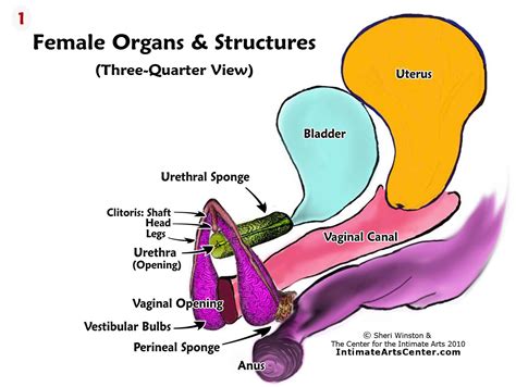 illustration of woman s internal organs female upper body anatomy
