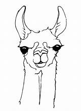 Llamas sketch template