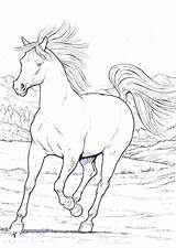 Coloring Pages Horse Gypsy Realistic Running Paint People Getcolorings Printable sketch template