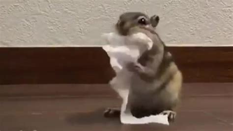 dumpert hamster edit eekhoorn doet het  voor