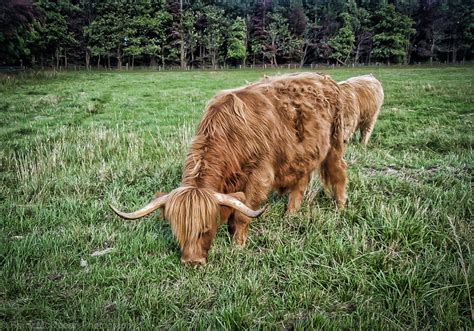 Highland Cow Flickr Photo Sharing