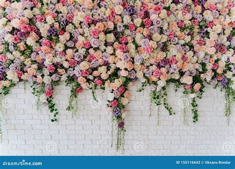 beautiful decorative colorful roses  brick wall stock image image