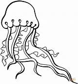 Jellyfish Qualle Meduza Medusa Kolorowanki Medusas Kwal Meduzy Kolorowanka Realistic Kleurplaat Kleurplaten sketch template