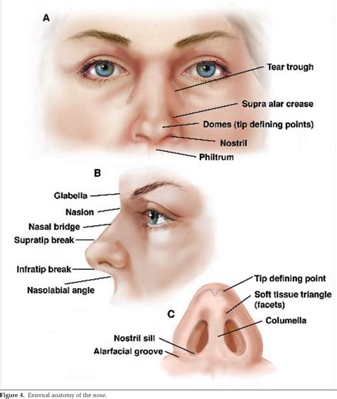 figure   surgical treatment  nasal obstruction  rhinoplasty semantic scholar