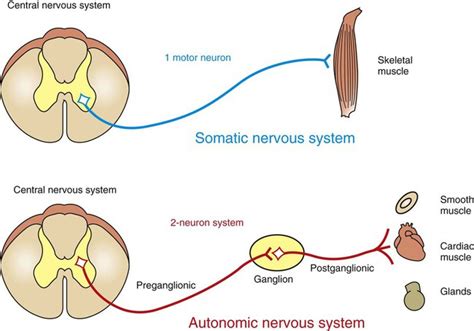 The Autonomic Nervous System Veterian Key