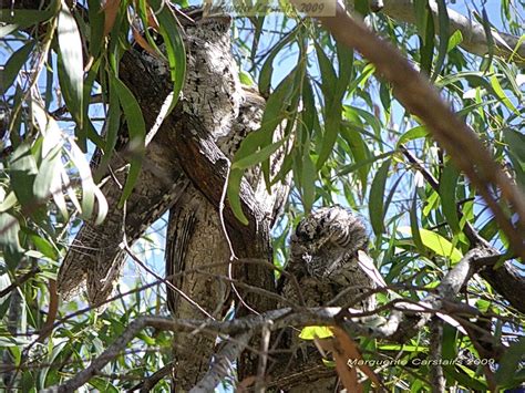 tawny frogmouth diet