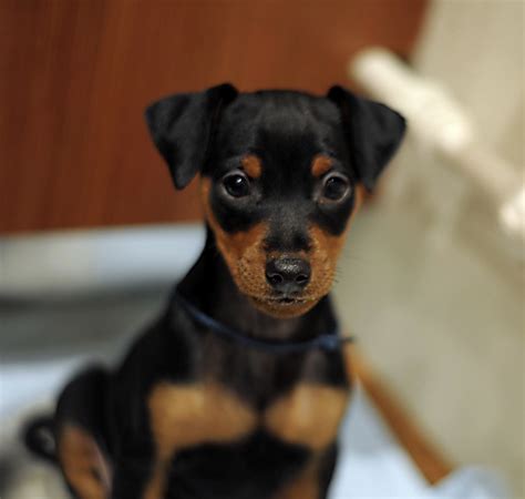 miniature pinscher  sale miniature pinscher puppy  sale dav pet lovers