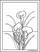 Lily Coloring Calla Pages Lilies Drawing Bouquet Line Color Stargazer Flowers Lillies Printable Pdf Easter Printables Getdrawings Simple Getcolorings Drawings sketch template