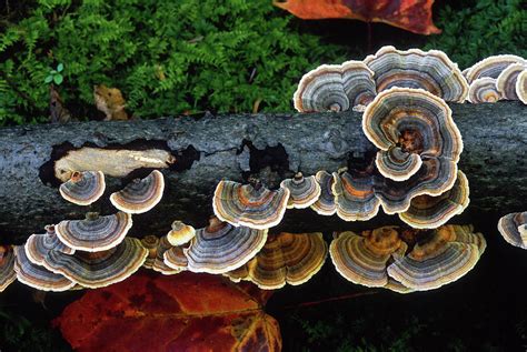 turkey tail mushrooms photograph by jeff schneiderman