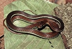 Afbeeldingsresultaten voor Dendrelaphis caudolineatus. Grootte: 149 x 101. Bron: www.pinterest.co.uk