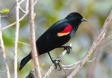red shouldered blackbird  birds  cuba