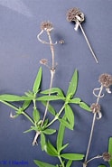 Image result for "hymeraphia Verticillata". Size: 124 x 185. Source: chalk.richmond.edu