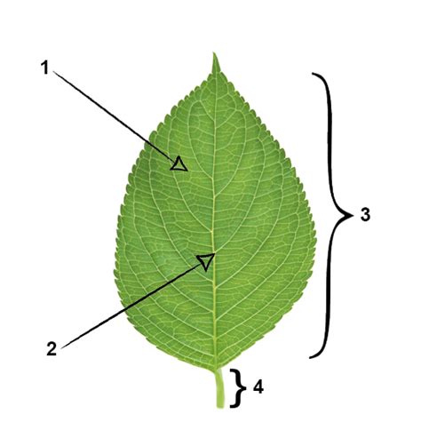 write  essay   structure   leaf   adaptation