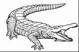 Crocodile Drawing Kids Nile Getdrawings sketch template