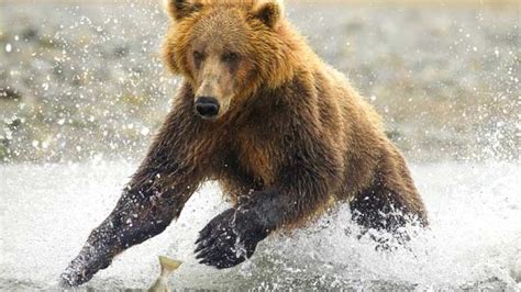 bears  legends northwest quarterly