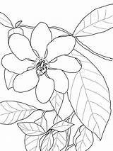 Gardenia Carinata Dibujo Gardenias Fiori Line sketch template