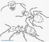 Ant Coloring Ants Drawing Pages Hill Colony Printable Pencil Clipart Insects Cartoon Kids Marching Color Anthill Cliparts Drawings Getdrawings Getcolorings sketch template