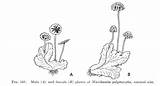 Marchantia Liverworts Botany Reproductive Except sketch template