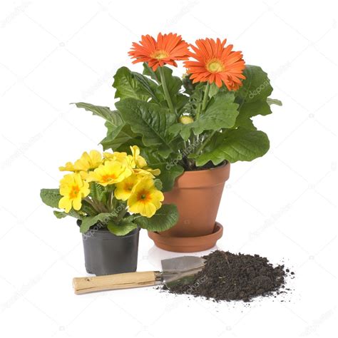 potted flowers   gardening equipment stock photo  alexraths