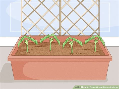 simple ways  grow green beans indoors wikihow