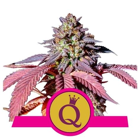 purple queen  thc gehalte en gr    slechts  weken