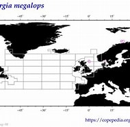 Afbeeldingsresultaten voor "skogsbergia Megalops". Grootte: 190 x 185. Bron: www.st.nmfs.noaa.gov