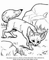 Coloring Pages Animals Fox Drawing Animal Drawings Fennec Desert Color Kids African Colouring Printable Honkingdonkey North Choose Board Getdrawings Foxes sketch template