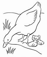 Coloring Goose Pages Printable Sheets Baby Kids Ducks Easter Mother Animal Farm Babies Geese Duck Embroidery Color Colouring Sheet Her sketch template