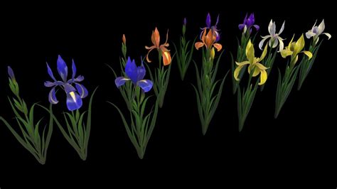 model flower iris vr ar  poly cgtrader