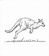 Kangaroo Realistic sketch template