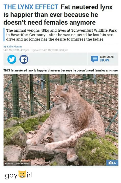 the lynx effect fat neutered lynx is happier than ever because he doesn