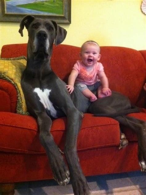 20 Great Danes Who Don’t Realize How Big They Are