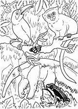 Jungle Rainforest Dschungeltiere Dschungel Selva Animales Ausdrucken Foret Jungla Konabeun Rainforests Malvorlagen sketch template
