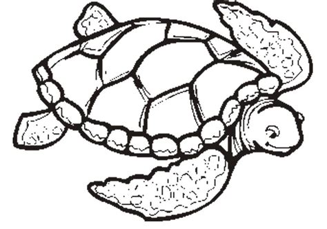 turtle math coloring pages coloring home