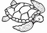 Coloring Tortue Turtles Eared Clipartmag Designlooter sketch template