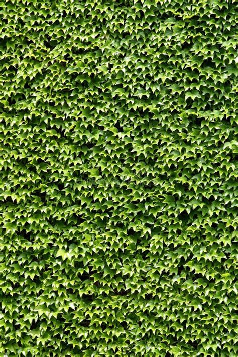 climbing ivy stock image image  climbing plant plants