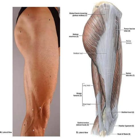 pictures  biceps femoris tendons