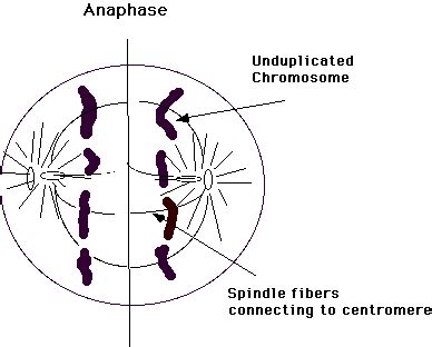 gallery  anaphase  labeled